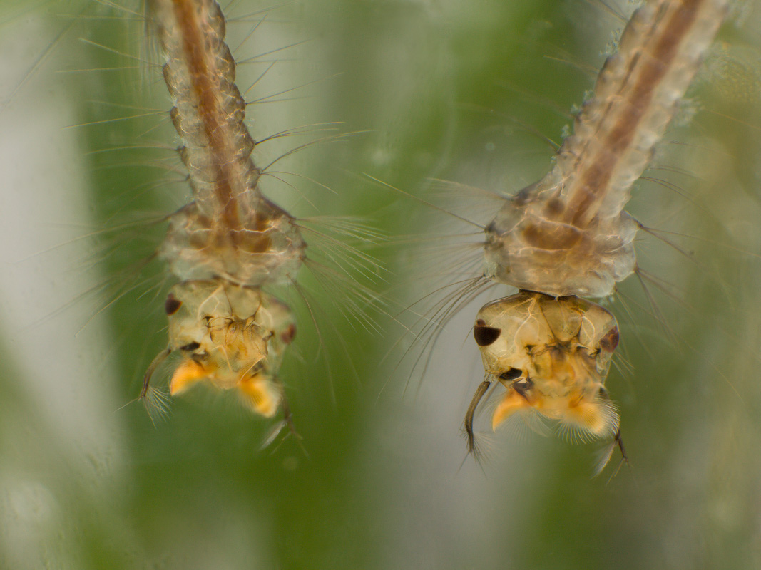 Комар-пискун – навязчивое насекомое, мешающее спать по ночам