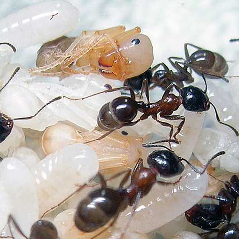 Messor structor (степные муравьи-жнецы):содержание в домашних условиях