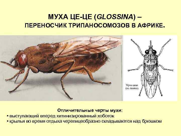 Насекомые переносчики заболеваний презентация