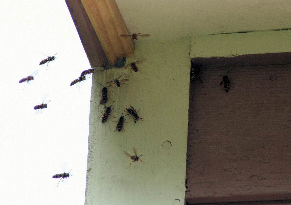 Гнездо комаров в квартире фото