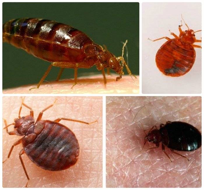 Домашние насекомые: фото и названия паразитов, которые могут завестись в квартире