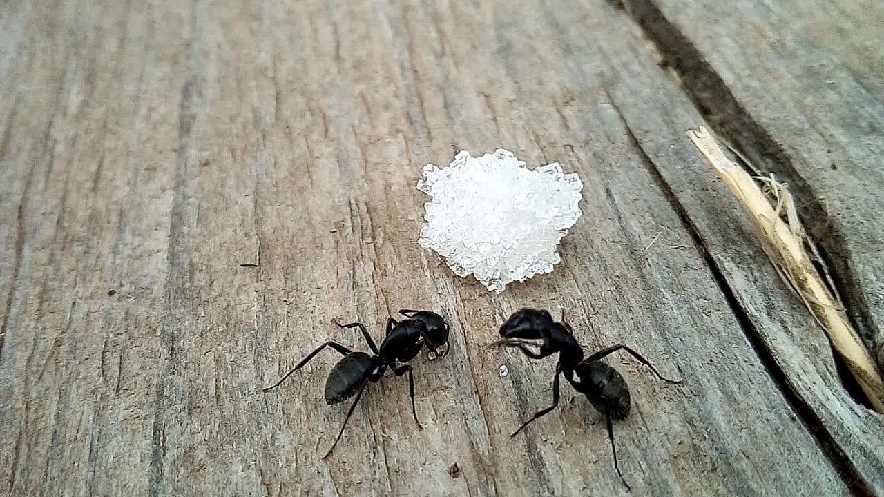 Манка - экологичный и безопасный способ избавиться от муравьев