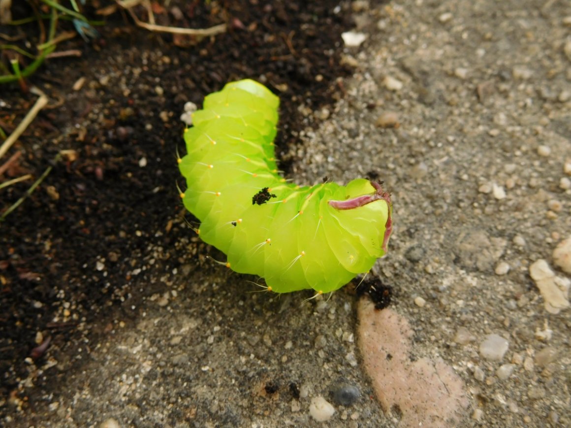 Серо зеленая гусеница в земле фото