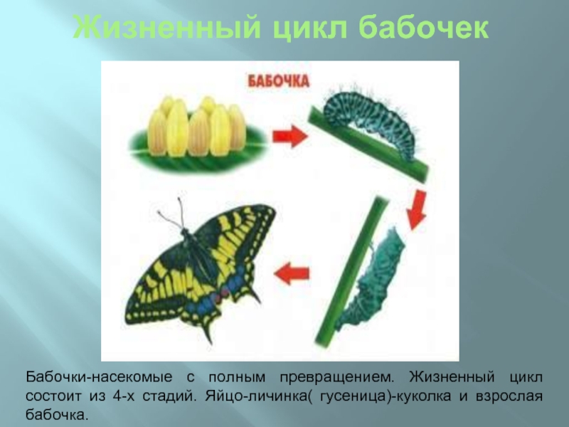 Развитие бабочки схема. Яйцо гусеница куколка бабочка процесс. Яйцо- личинка - гусеница- куколка- насекомое. Развитие бабочки с полным превращением. Жизненный цикл бабочки с полным превращением.