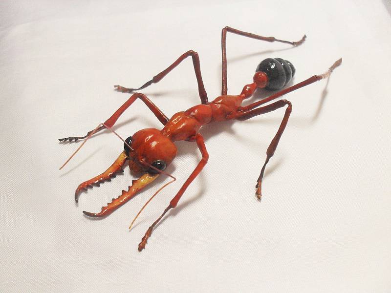 Красные и чёрные муравьи бульдоги