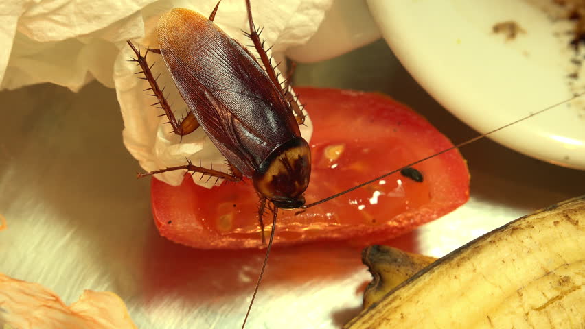 Съедобные насекомые: есть ли в них польза для здоровья?