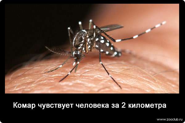 Где нет комаров в мире