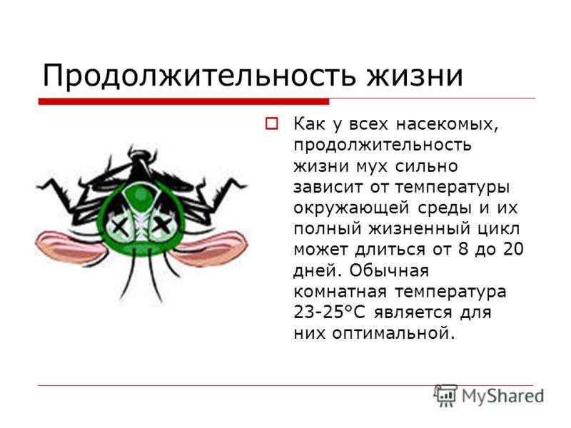 Сколько живут мухи и комары. Муха обыкновенная. Продолжительность жизни МКХ. Длительность жизни насекомых. Продолжительность жизни мухи обыкновенной комнатной.