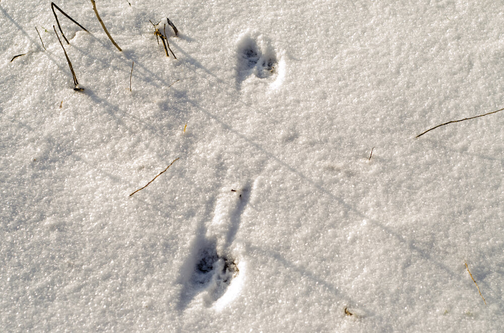 Следы крысы на снегу – как определить начало захвата территории грызунами