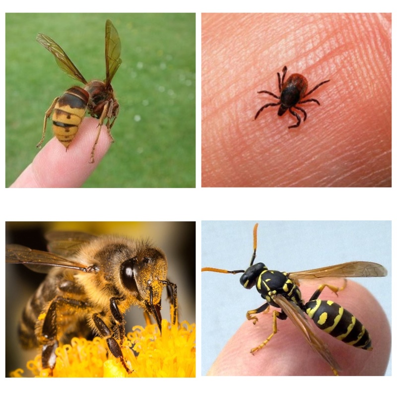 Пчела: описание, размножение, образ жизни, ареал, питание, враги, как делают мед, интересные факты  - «как и почему»