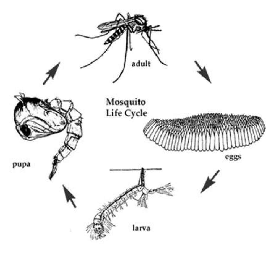 Сколько живут обыкновенные комары, срок жизни в целом и после укуса человека