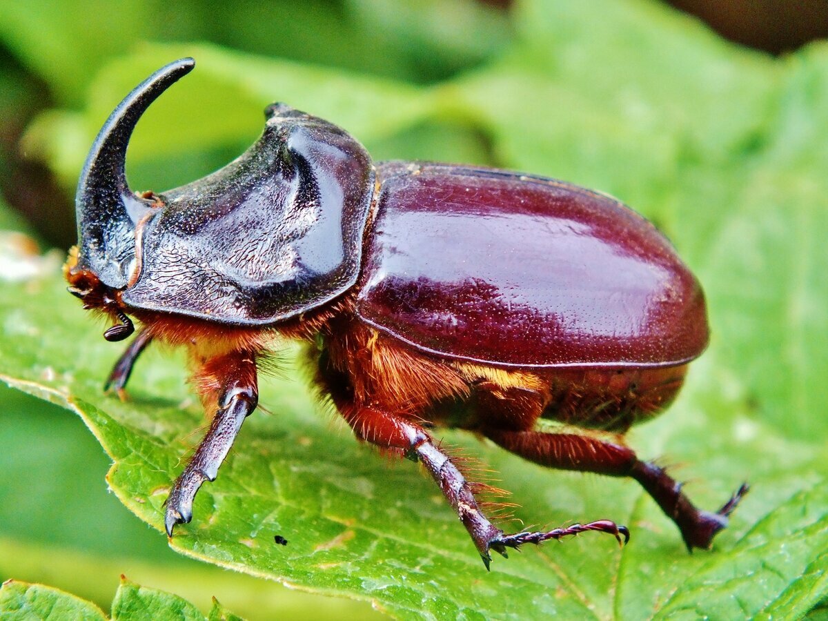 Майский жук насекомое. описание, виды, образ жизни и среда обитания майского жука | живность.ру