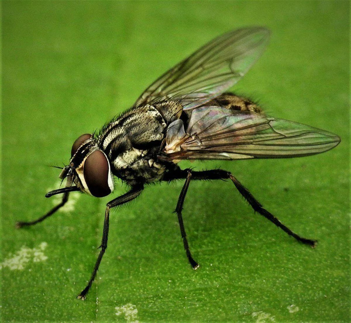 Мухи бывают разные. виды и разновидности мух: их основные характеристики и свойства