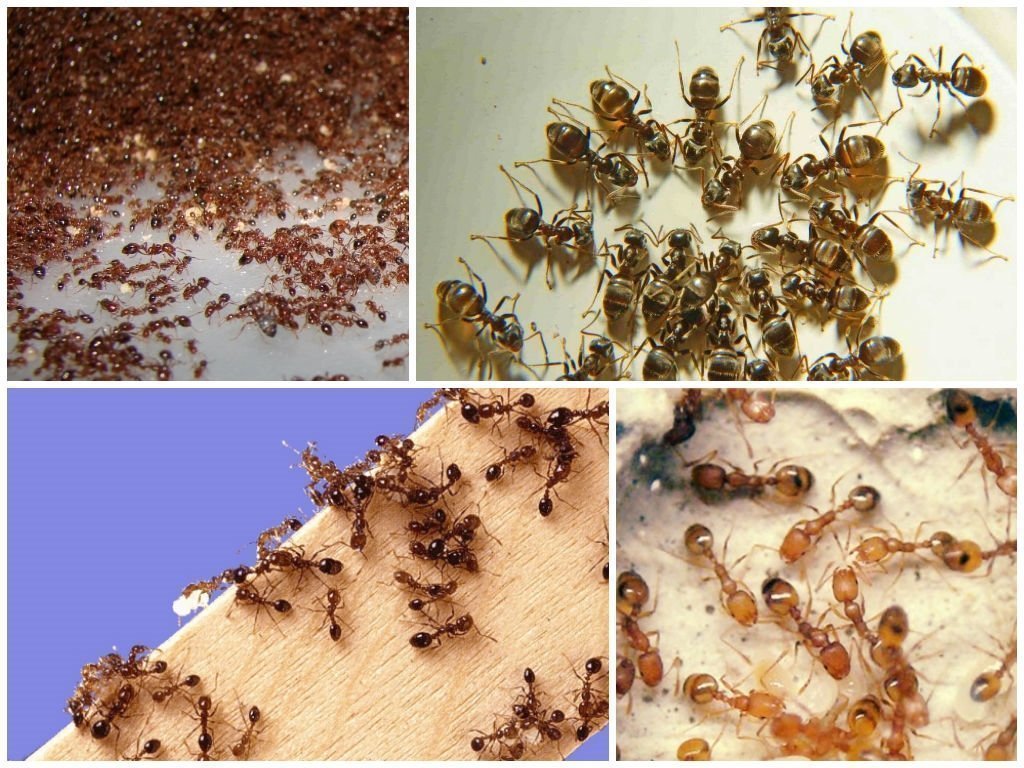 Маленькие рыжие муравьи в доме как появились и как избавиться от них?