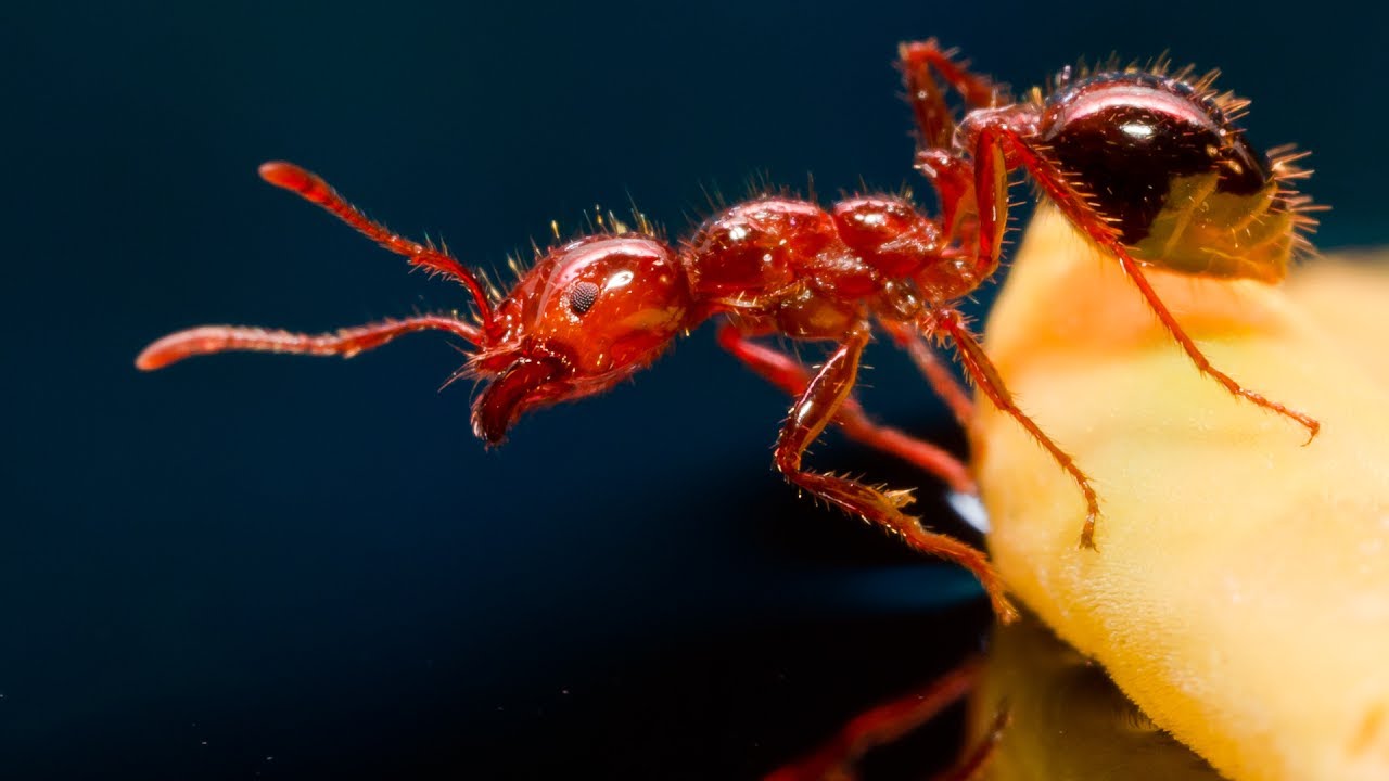 Огненные муравьи: чем лечить укусы, как устранить источник