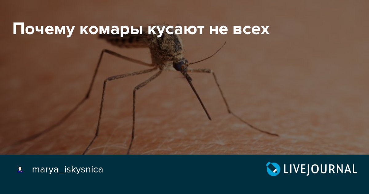 Зожник |   7 причин, почему комары кусают намного чаще некоторых людей