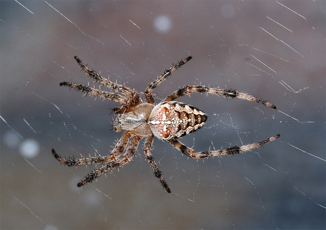 Опасен ли для человека укус паука-крестовика обыкновенного