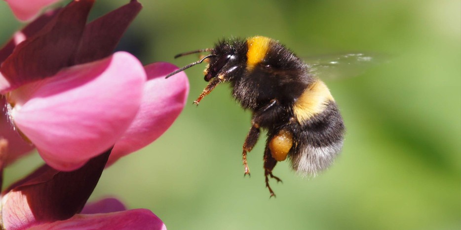 Шмель: основные виды, описание, образ жизни экологическая роль ближайшего родственника медоносной пчелы