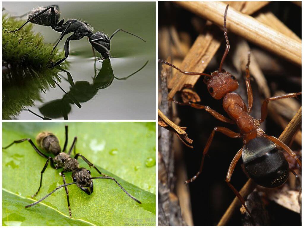 Сколько весит муравей: какой груз может поднять и почему муравьи такие сильные?