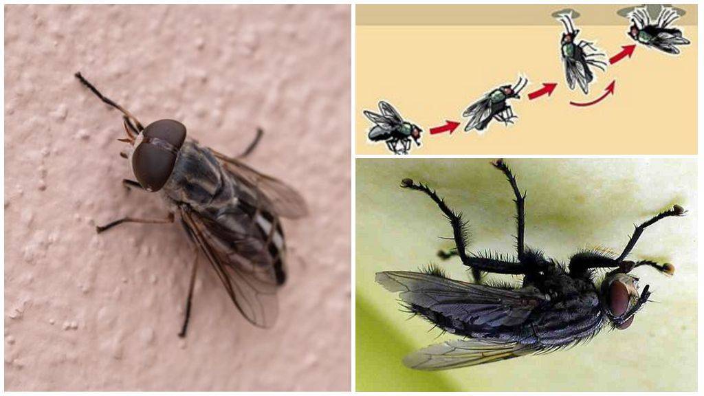 Почему муха ходит по потолку проект. исследовательская работа на тему " почему муха не падает с потолка". ученые разобрались, почему муха не падает с потолка