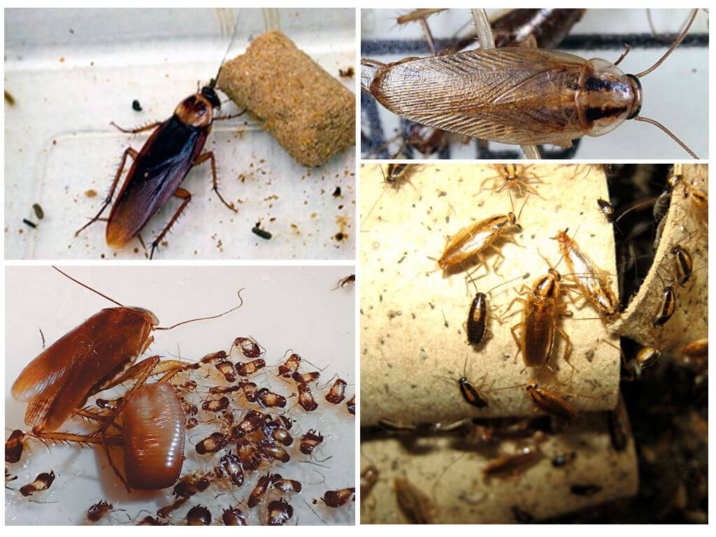 Каких видов бывают тараканы