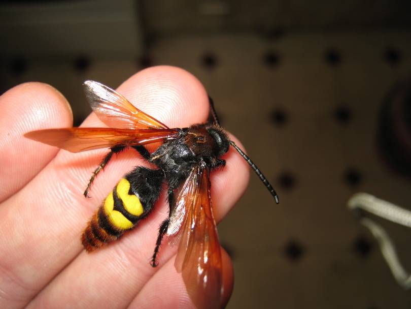 Шершень обыкновенный: как выглядит, чем отличается от большой осы, чем питаются?