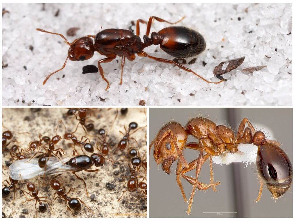 Почему фараоновы муравьи заселяются в квартирах и домах, как с ними бороться