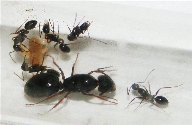 Стадия развития муравья по схеме