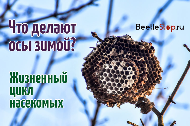 Где зимуют осы, спят ли насекомые в холодный период года?