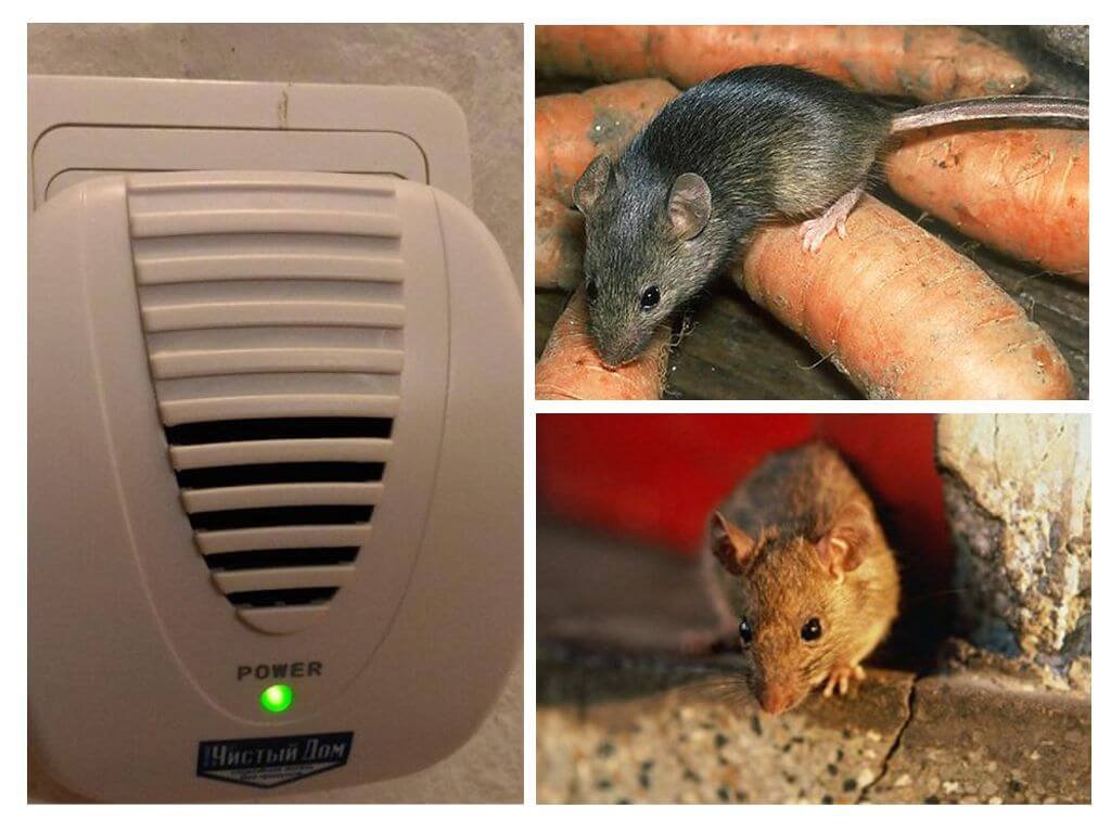 Чего боятся крысы и мыши