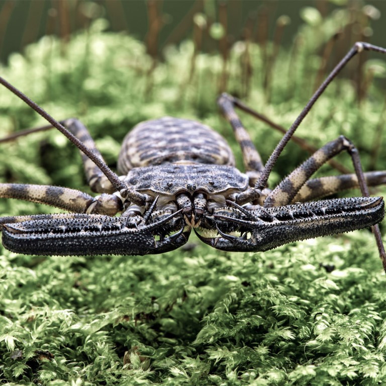 Домашние пауки: опасны ли для человека, виды, приметы