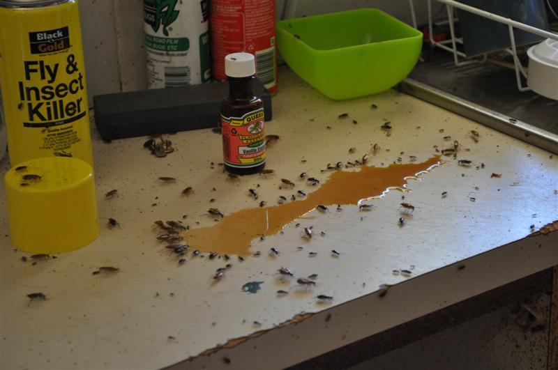 Борьба с тараканами в квартире в домашних условиях