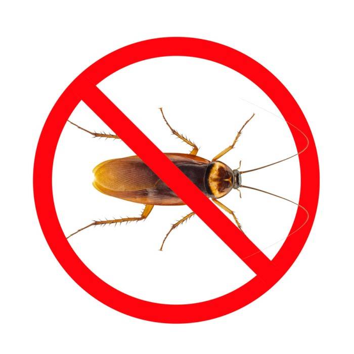 Лучшие методы дезинсекции против вездесущих тараканов