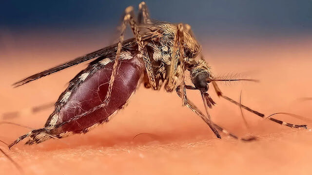 Опасные насекомые и их укусы | food and health