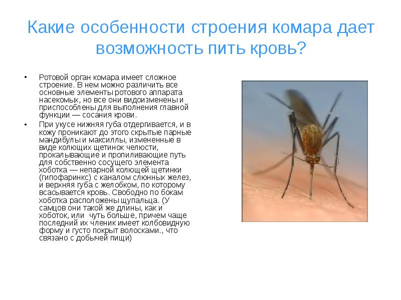 Комар – описание, образ жизни и среда обитания | признаки, лечение и диагностика вгкб № 2
