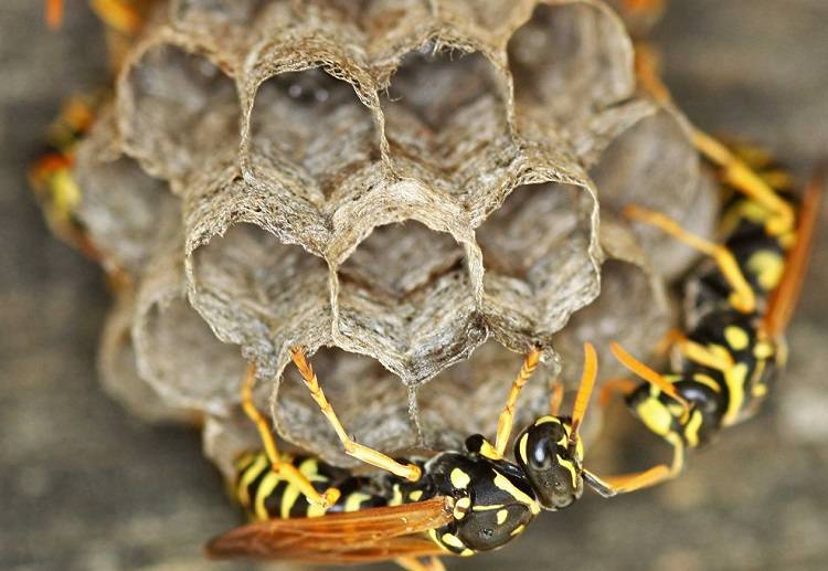 Как устроено гнездо осы, и каким образом оно используется в медицине? существует ли осиный мед