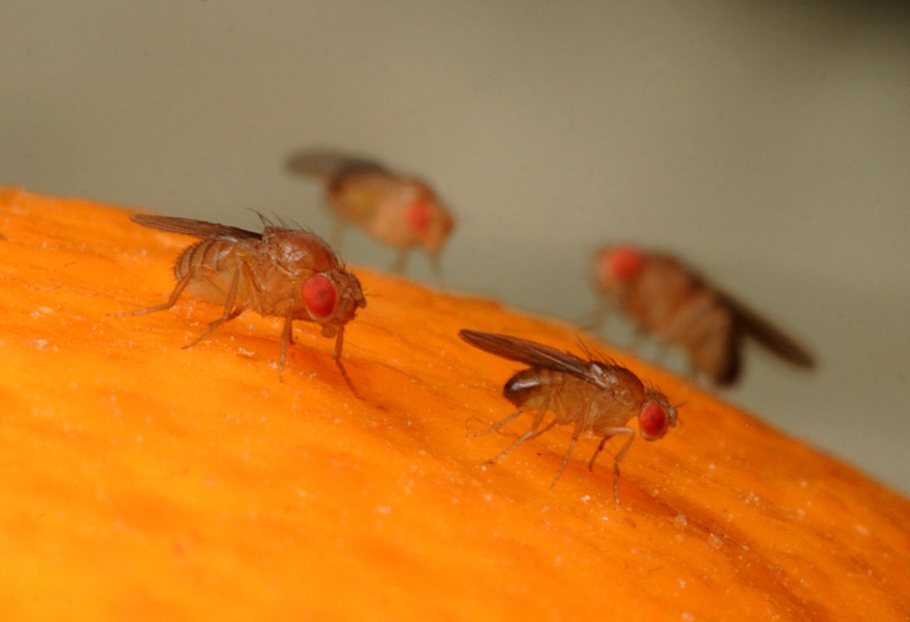 Сколько по времени живут мошки в квартире: длительность жизни насекомого
