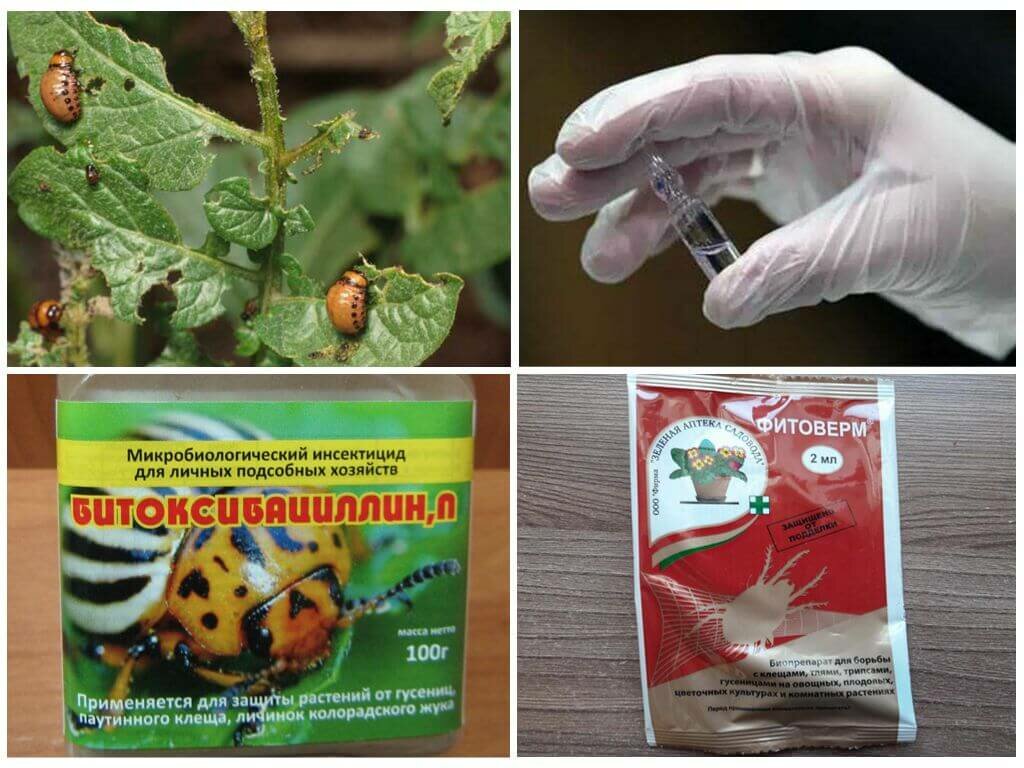 Как избавиться от колорадского жука без химии 7 способов