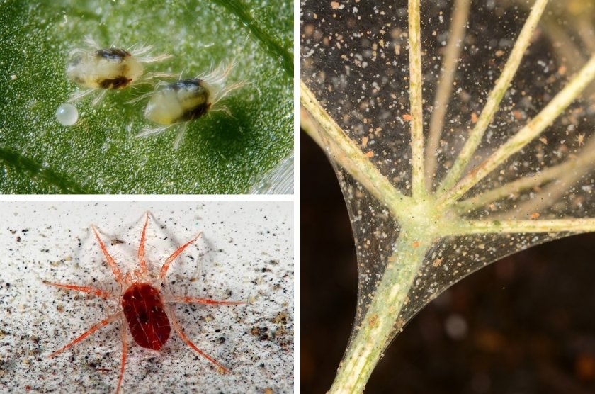 Как избавиться от паутинного клеща на комнатных растениях? методы борьбы и профилактика