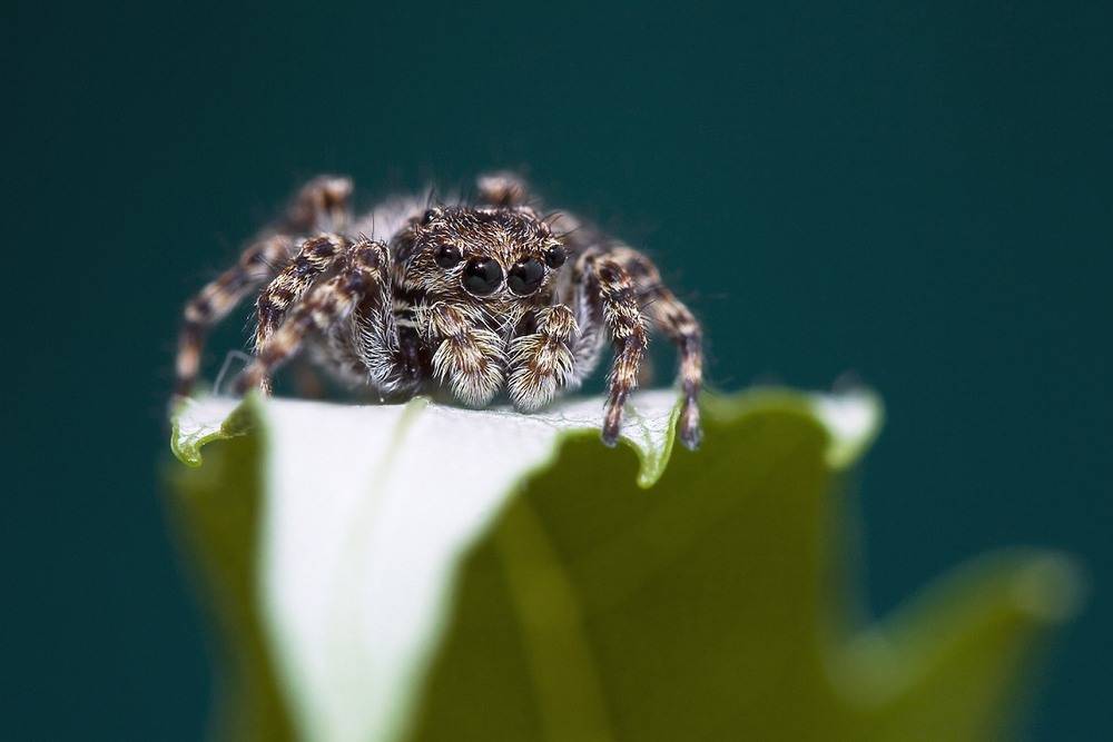 Погребной паук: насколько он опасен для человека и питомцев?