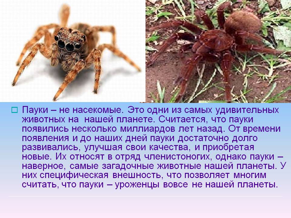 Паук - это насекомое или нет: строение паукообразных и названия, виды в россии