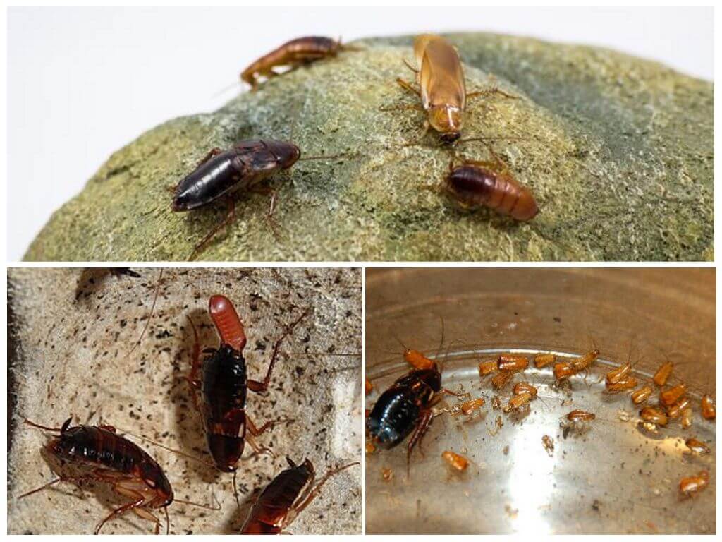 Как размножаются тараканы домашние и как часто