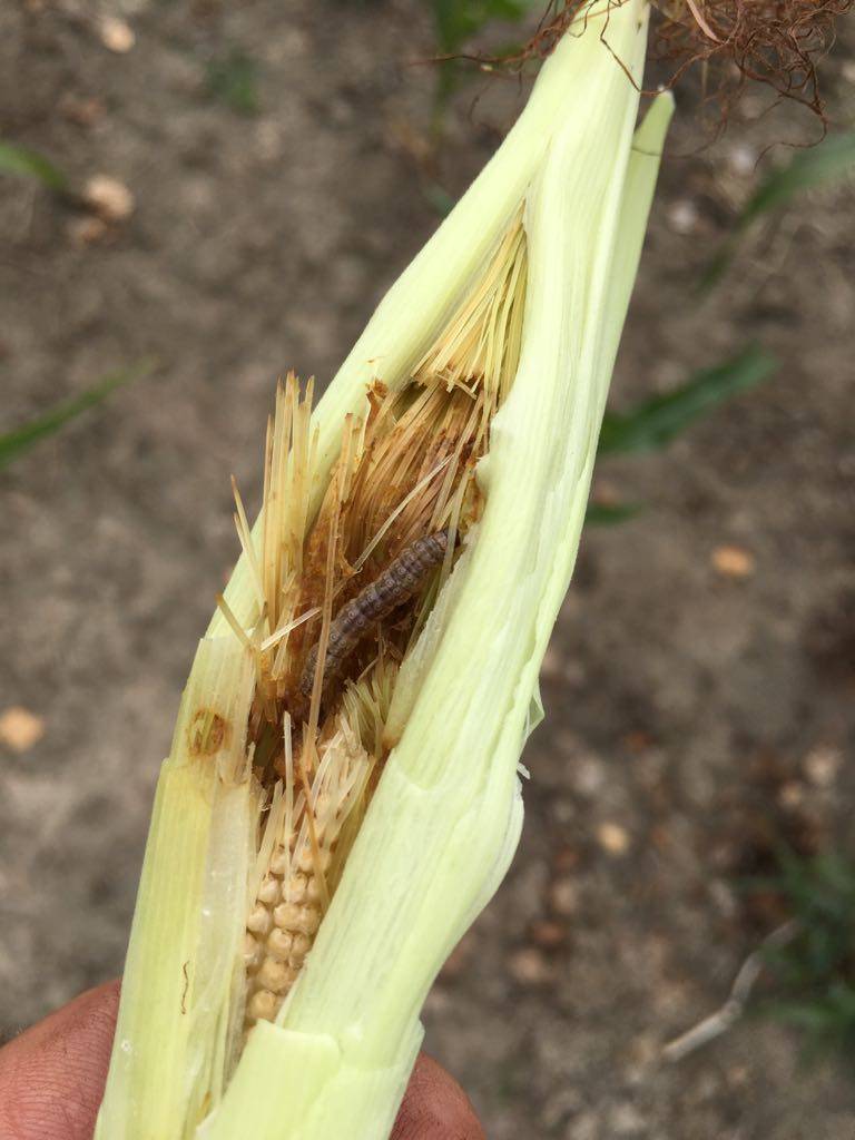 Пузырчатая головня кукурузы и другие болезни и вредители злака, меры борьбы с ними