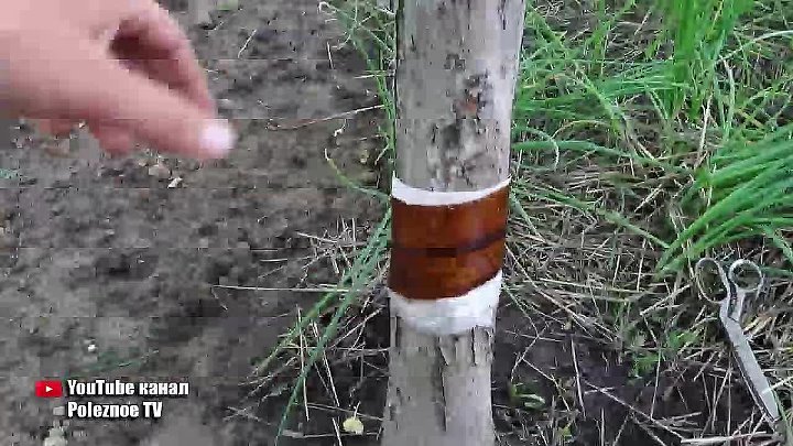 Как бороться с муравьями на деревьях