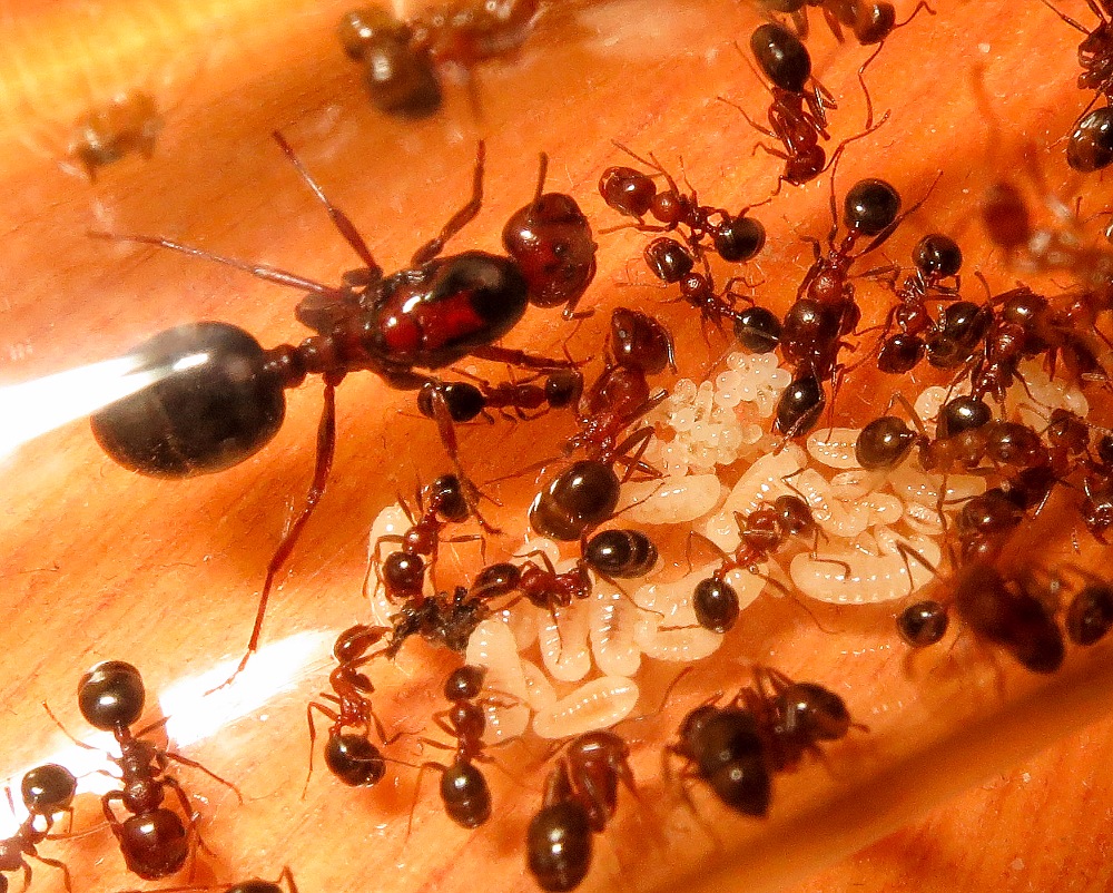 Виды муравьев в россии фото