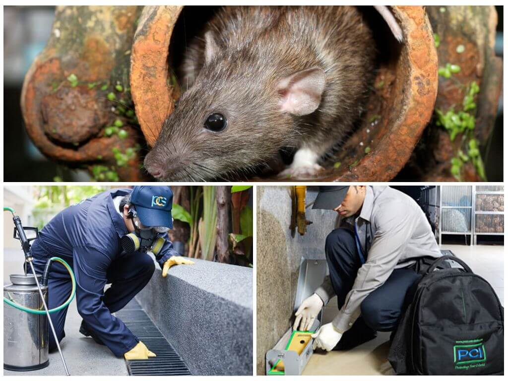 Отрава для мышей и для крыс: какой яд выбрать с мумифицирующим эффектом