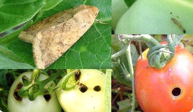 Вредители томатов: описание и фото самых распространенных насекомых