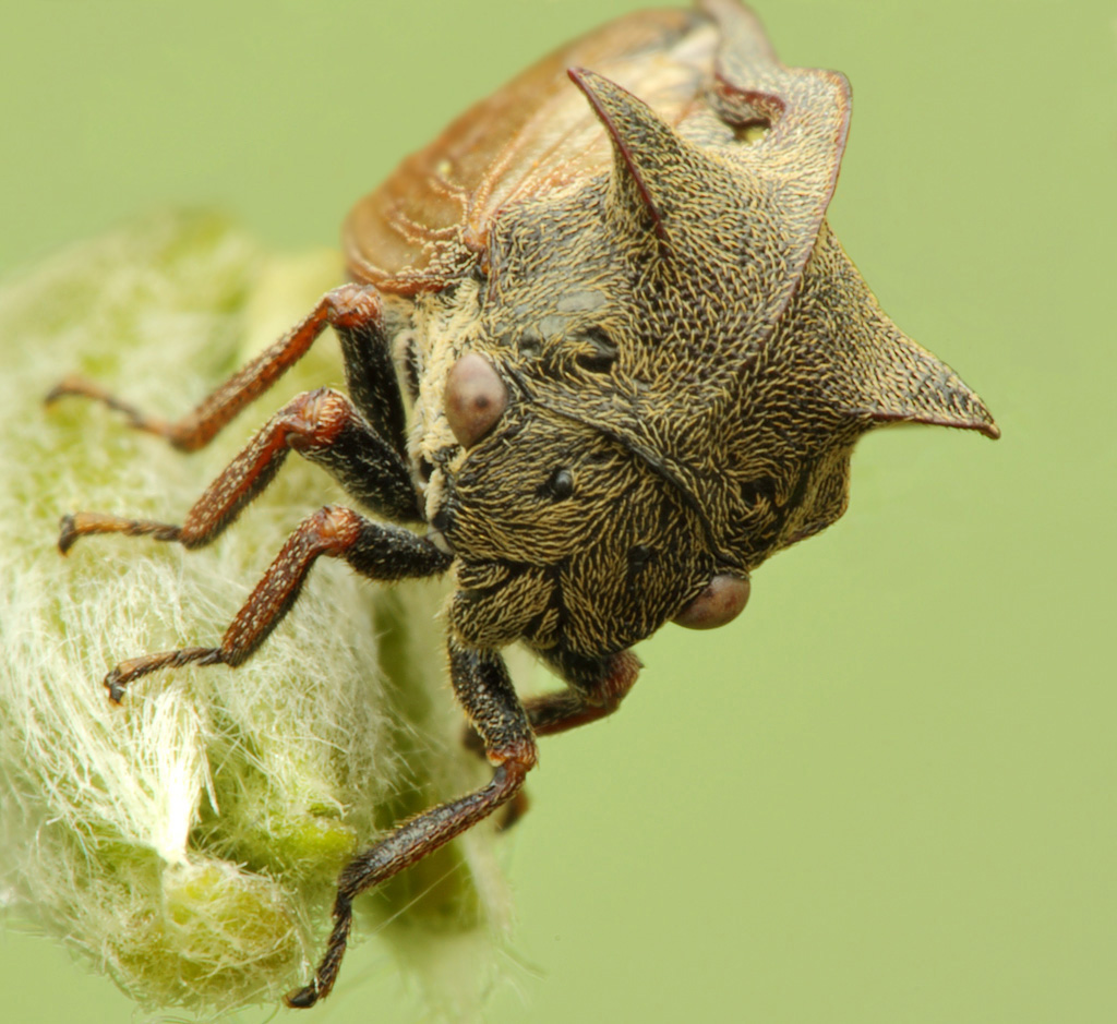 Богомол обыкновенный – живая ловушка для насекомых