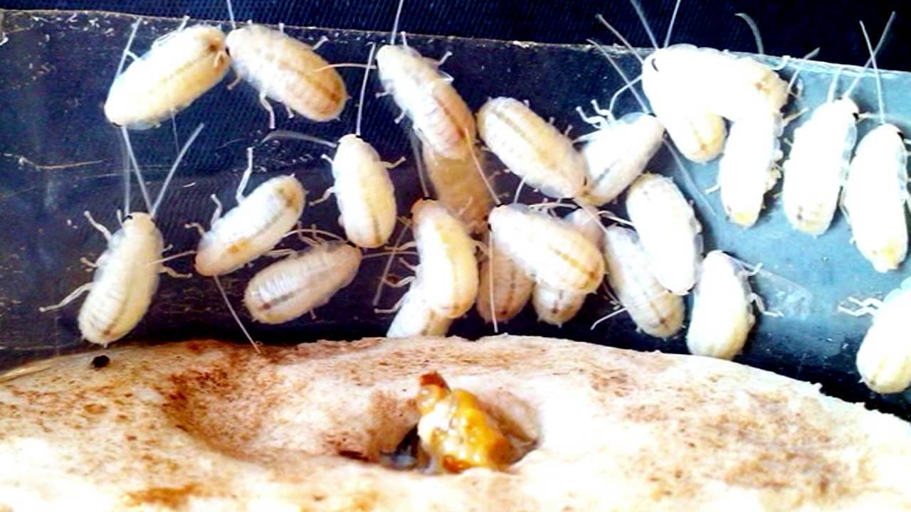 К чему снятся живые тараканы: 41 толкование сна по различным сонникам, видеть много больших насекомых в квартире, в доме или на работе, убивать прусаков