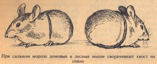 Иглистая мышь — чудо-зверек с уникальной шубкой